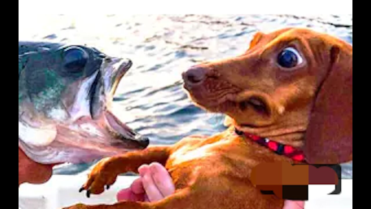 🤣 Funniest 🐶 Dogs and 😻 Cats - Awesome Funny Pet Animals Videos 😇
