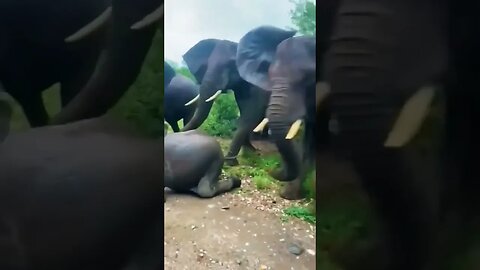 #shortvideo #animals #elephant #viral