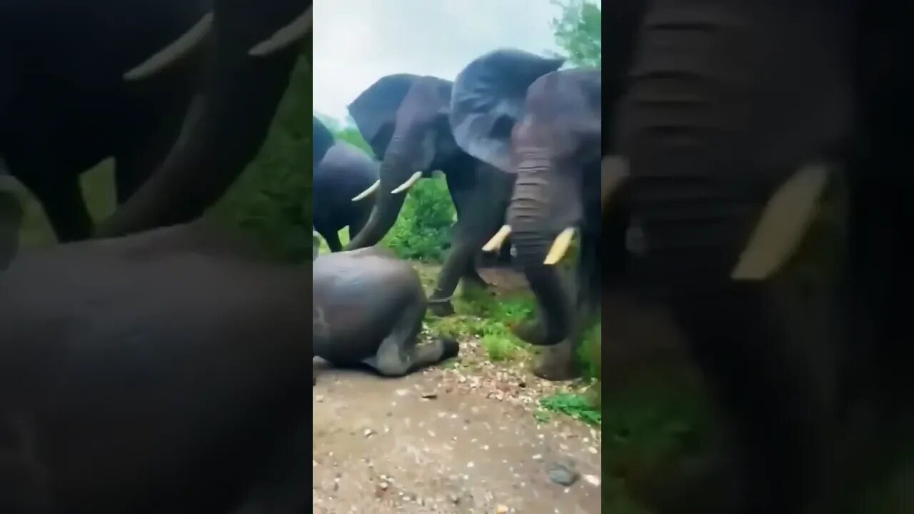 #shortvideo #animals #elephant #viral