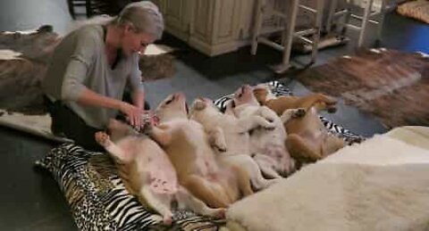 Bulldogs relaxing with a manicure