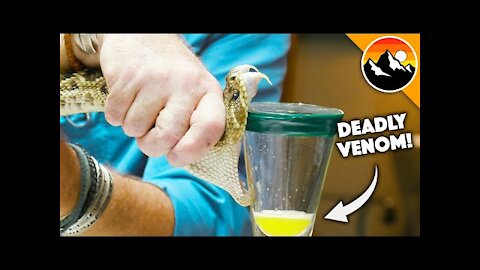 Deadliest Job in America - Snake Milker! , Dangerous Job