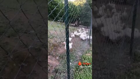 #pets #duck #youtuber #gaming #games #livestream