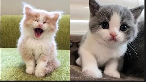 Baby Cats - Cute and Funny Baby Cat Videos Compilation