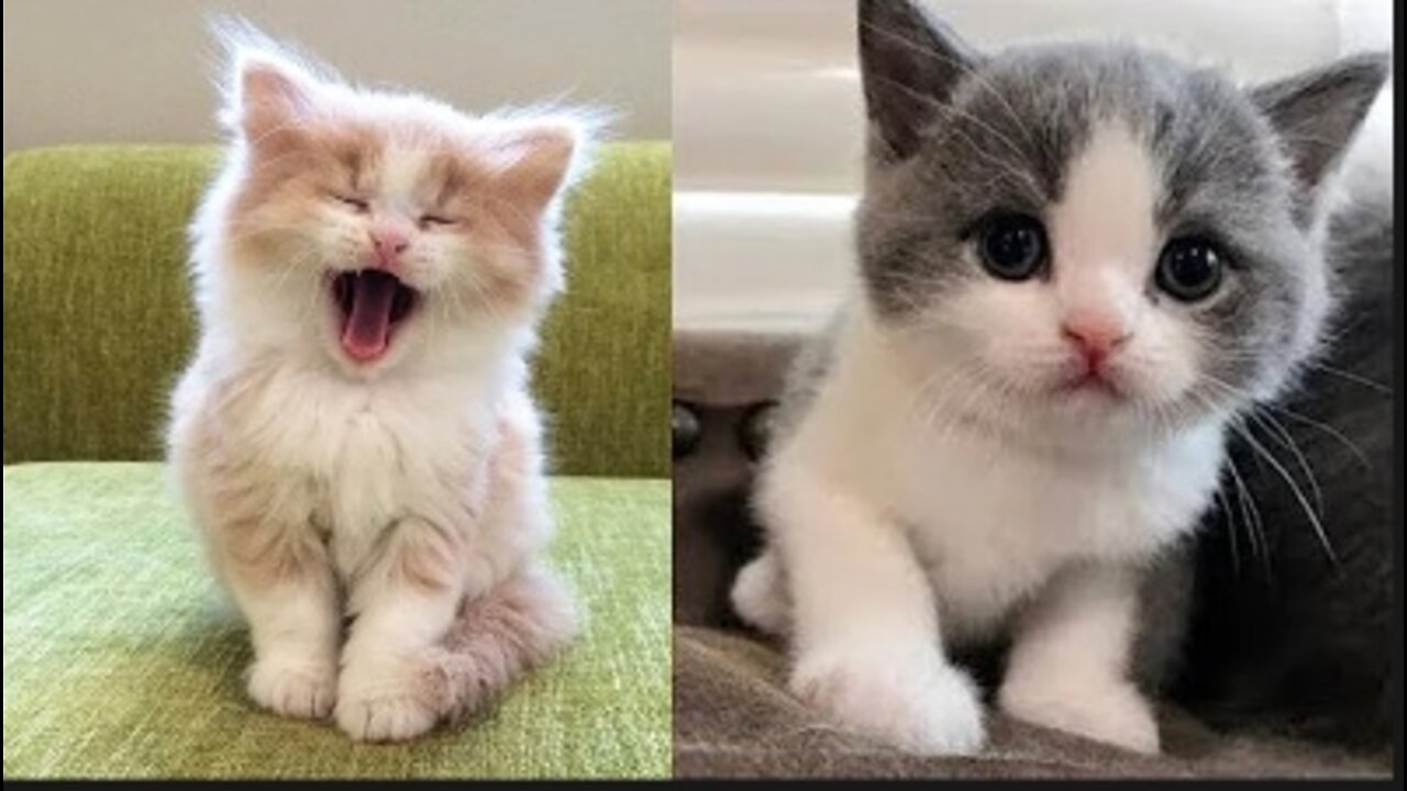 Baby Cats - Cute and Funny Baby Cat Videos Compilation