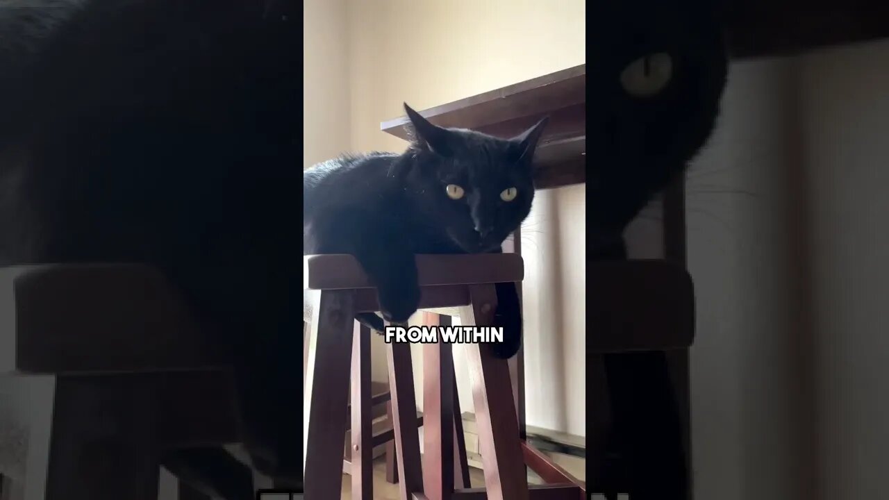 Just do it,you won’t regret it❤️ #cat #blackcat #leonthecatdad #positivity #relateable #relationship