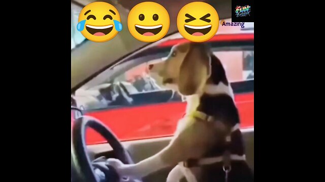 Animal pet funny video