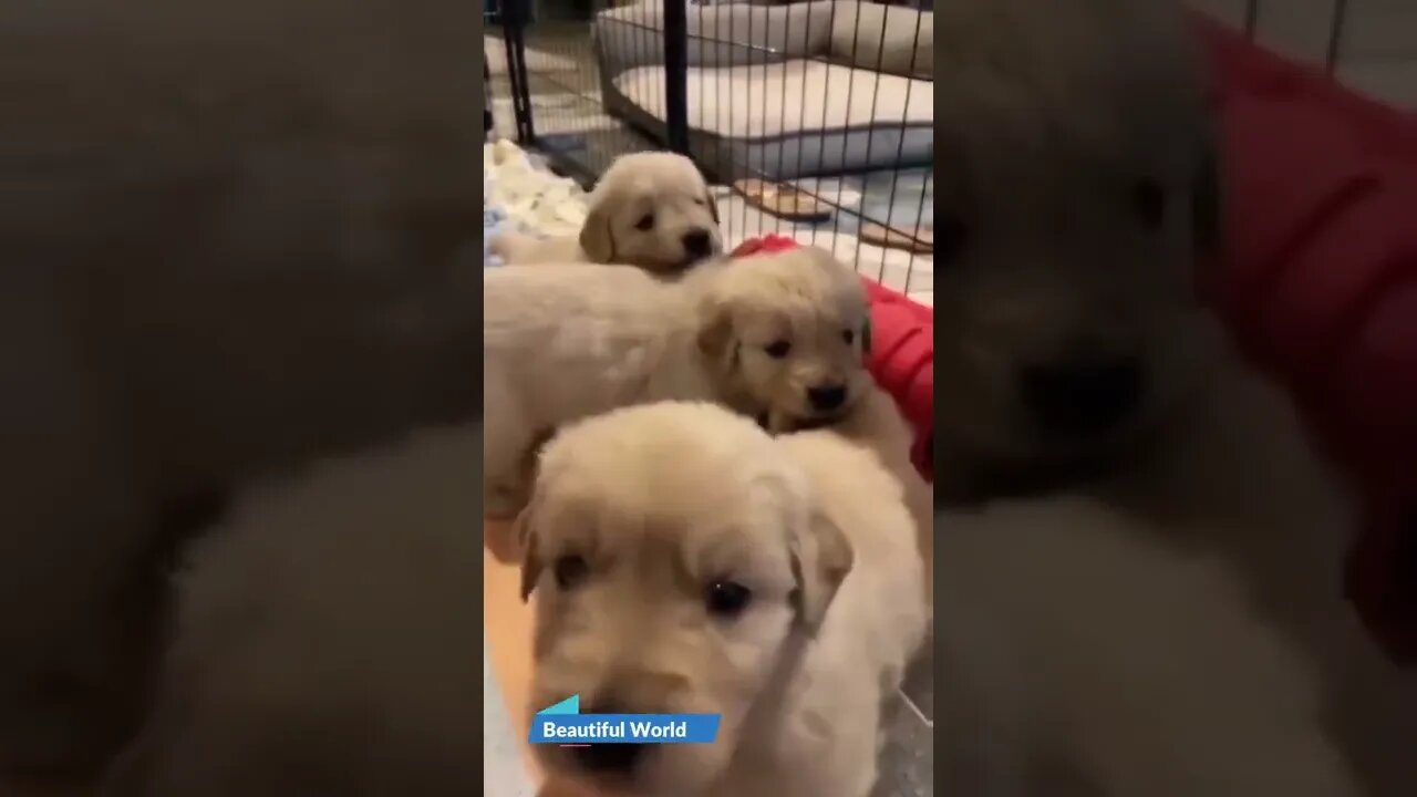 Two cute puppy playing each other🐶🥰 #shorts #puppy