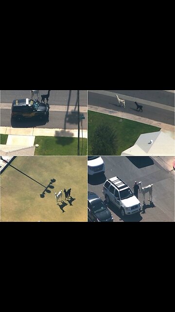 RELIVE THE LLAMA DRAMA - ABC15 Digital