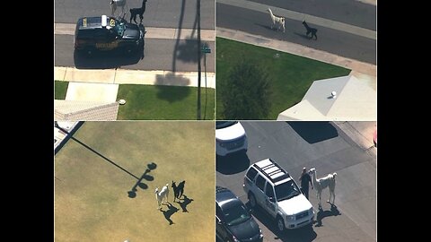 RELIVE THE LLAMA DRAMA - ABC15 Digital