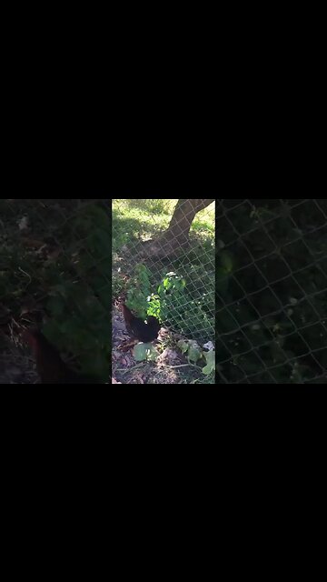 Separation anxiety amongst birds