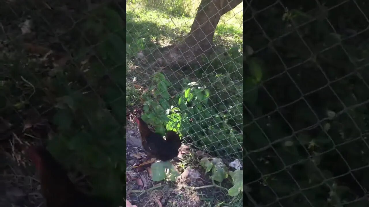 Separation anxiety amongst birds