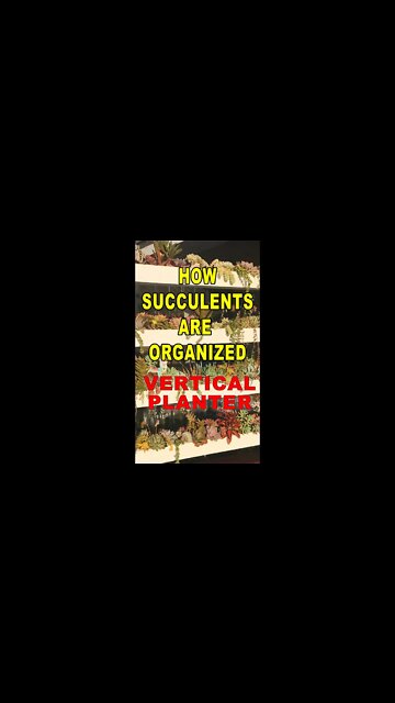 How succulents are organized #shorts #succulent #gardening