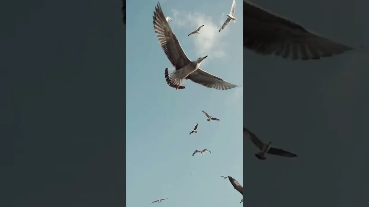 birds