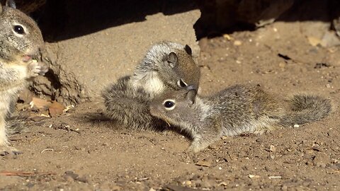 CatTV: Bunch Baby Squirrels short clip