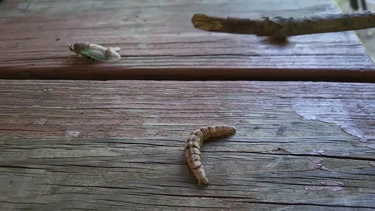 2 Cicadas and A Rabid Caterpillar