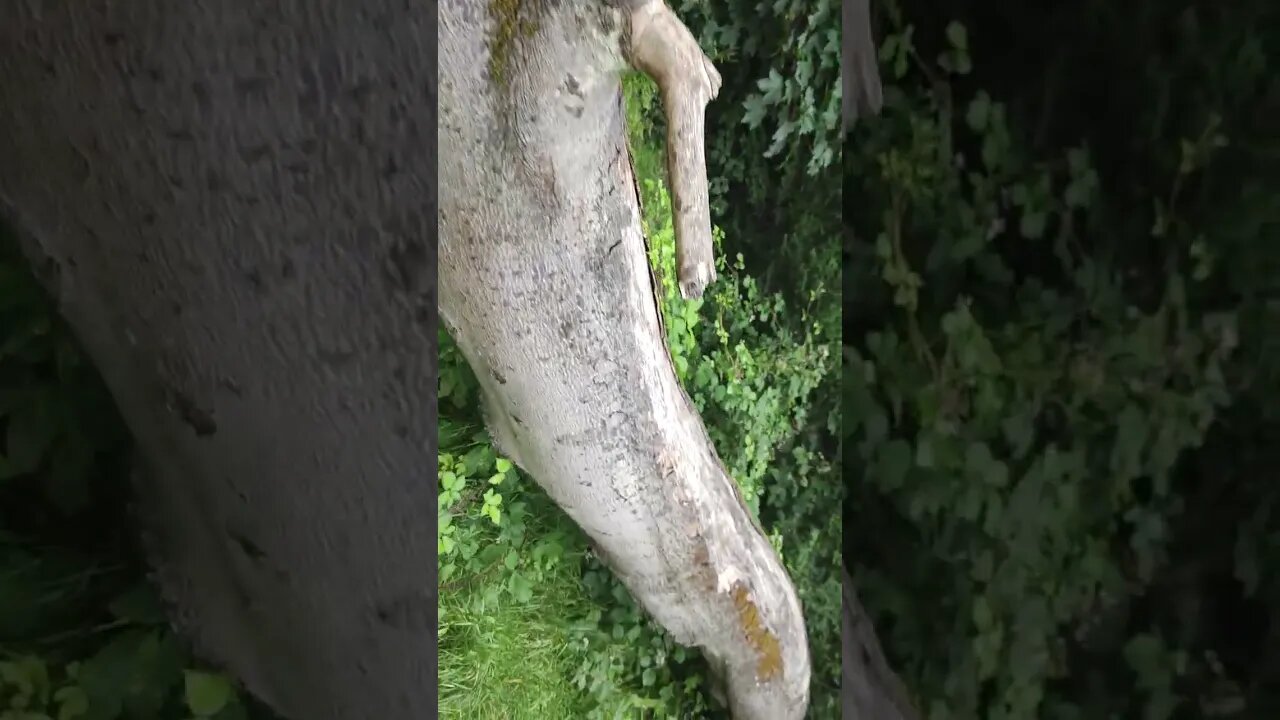 Tree down in Stewart Park Middlesbrough
