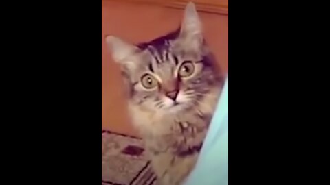 Funny and cute cats in an hour of video.