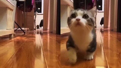 Adorable cats wants to play