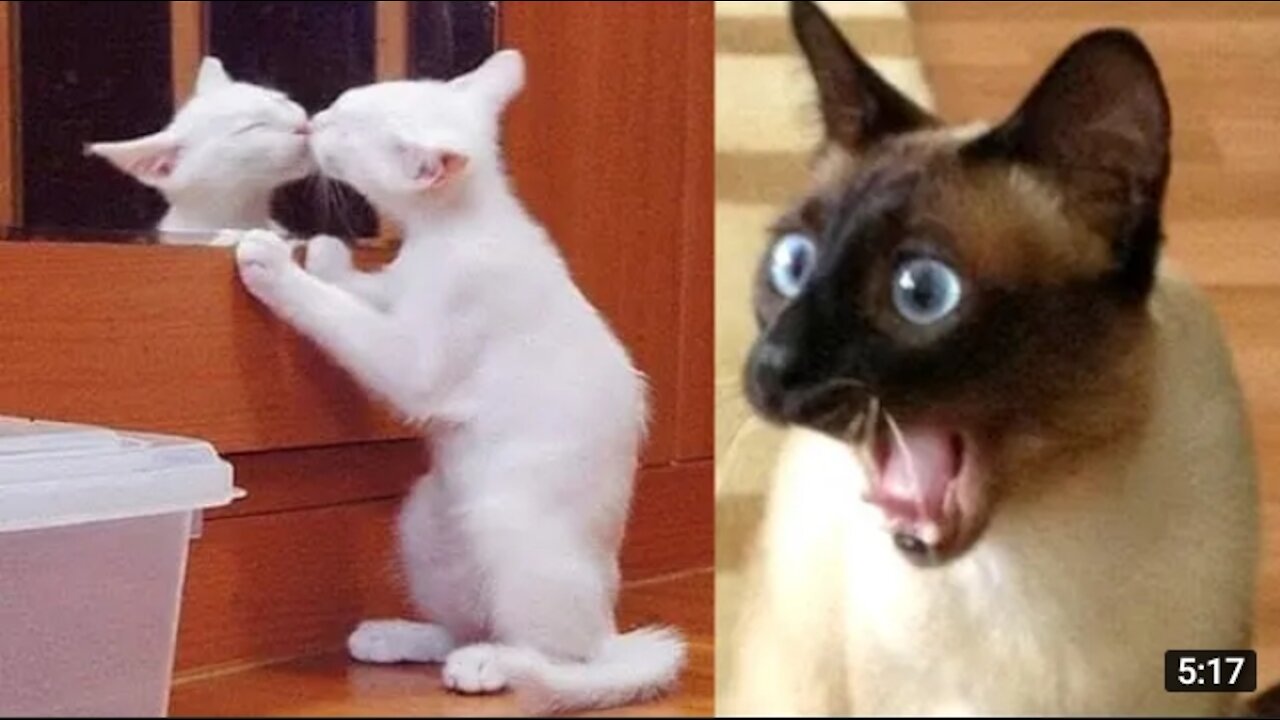 funny Kitten video
