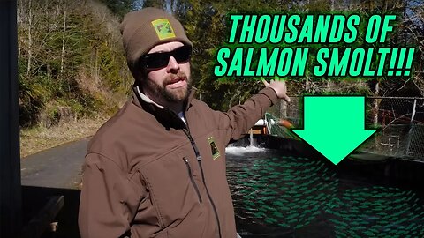 An INSIDE Look Into Salmon & Steelhead Acclamations PONDS