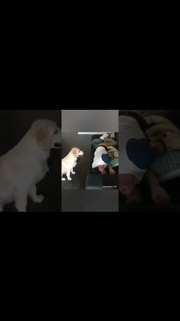 Cute Dogs #Shorts #ytshorts #UbertainmentFun #Dogs #Animals #Fun