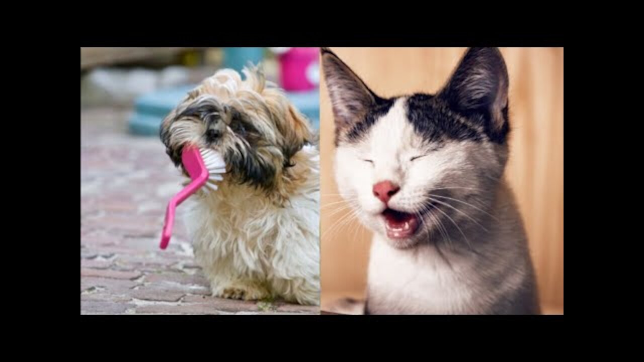 Cute Baby Animal Clips to BRIGHTEN your Day!