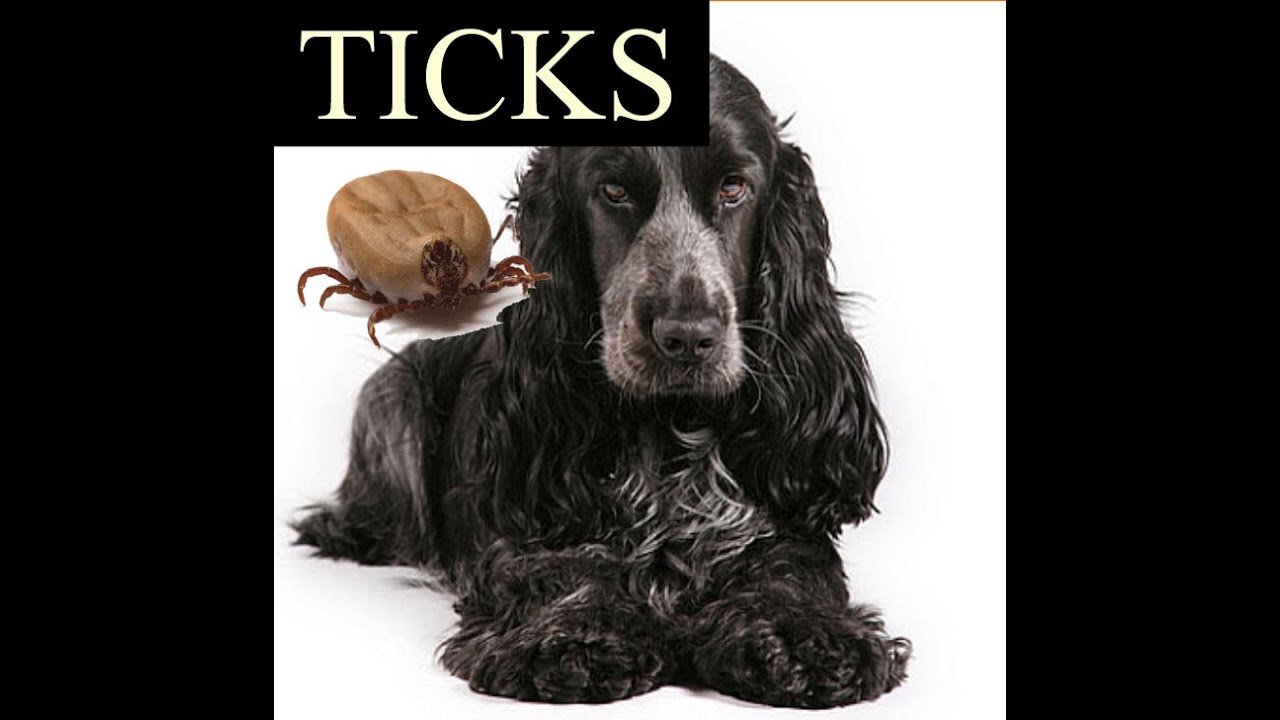 Cocker Spaniels - How to prevent tick and flees on our dogs NEXGARD