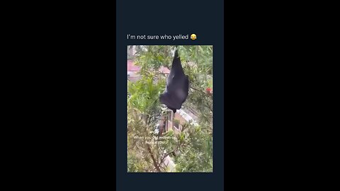 magebat are wild