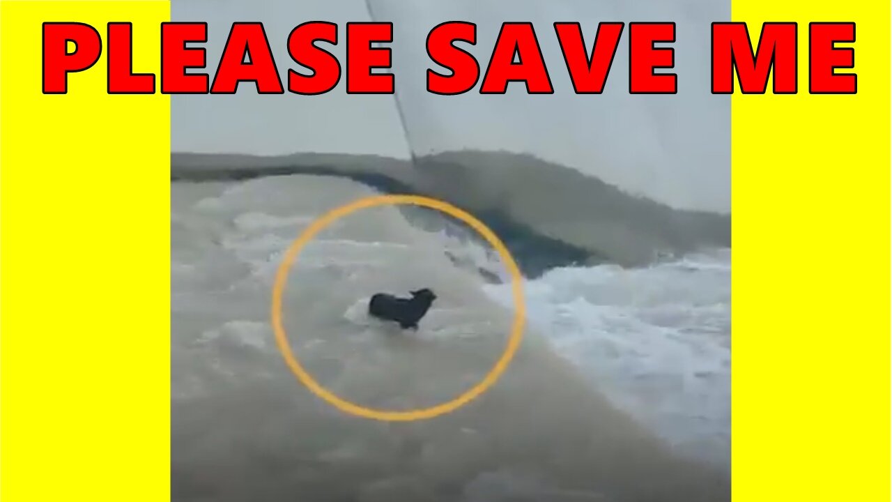 Dog Being Saved