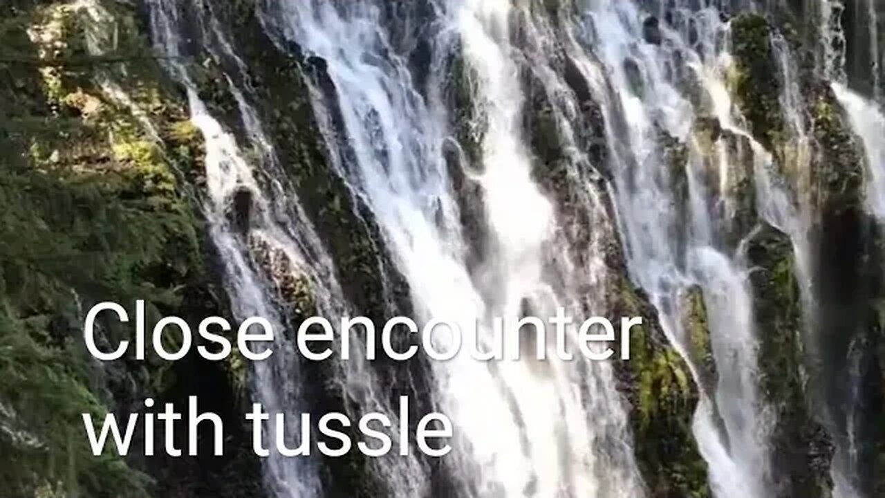 Close encounter with Tussle,#shortvideo,#tourvlog