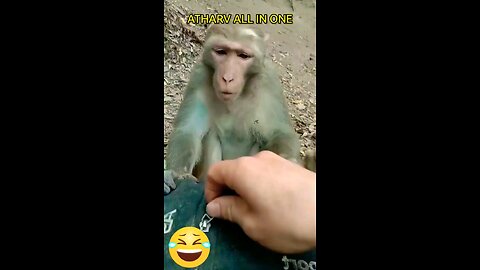 cute monkey