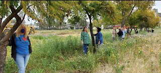 Neighbors rally to save jacaranda trees at site of new Lakeside Library