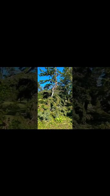 I’ve Never Seen More Trees Down in my Life!