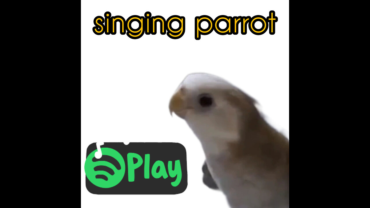 singing parrot