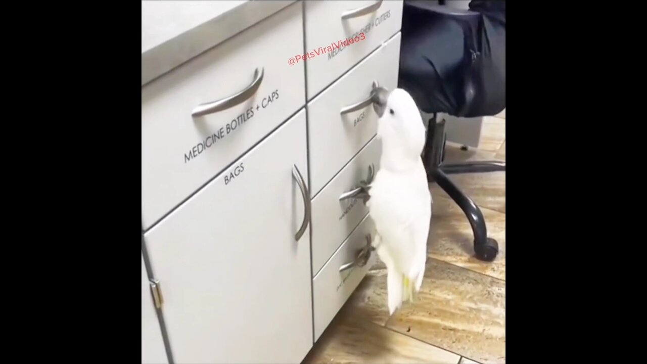 Parrot Singing the Song and Enjoying