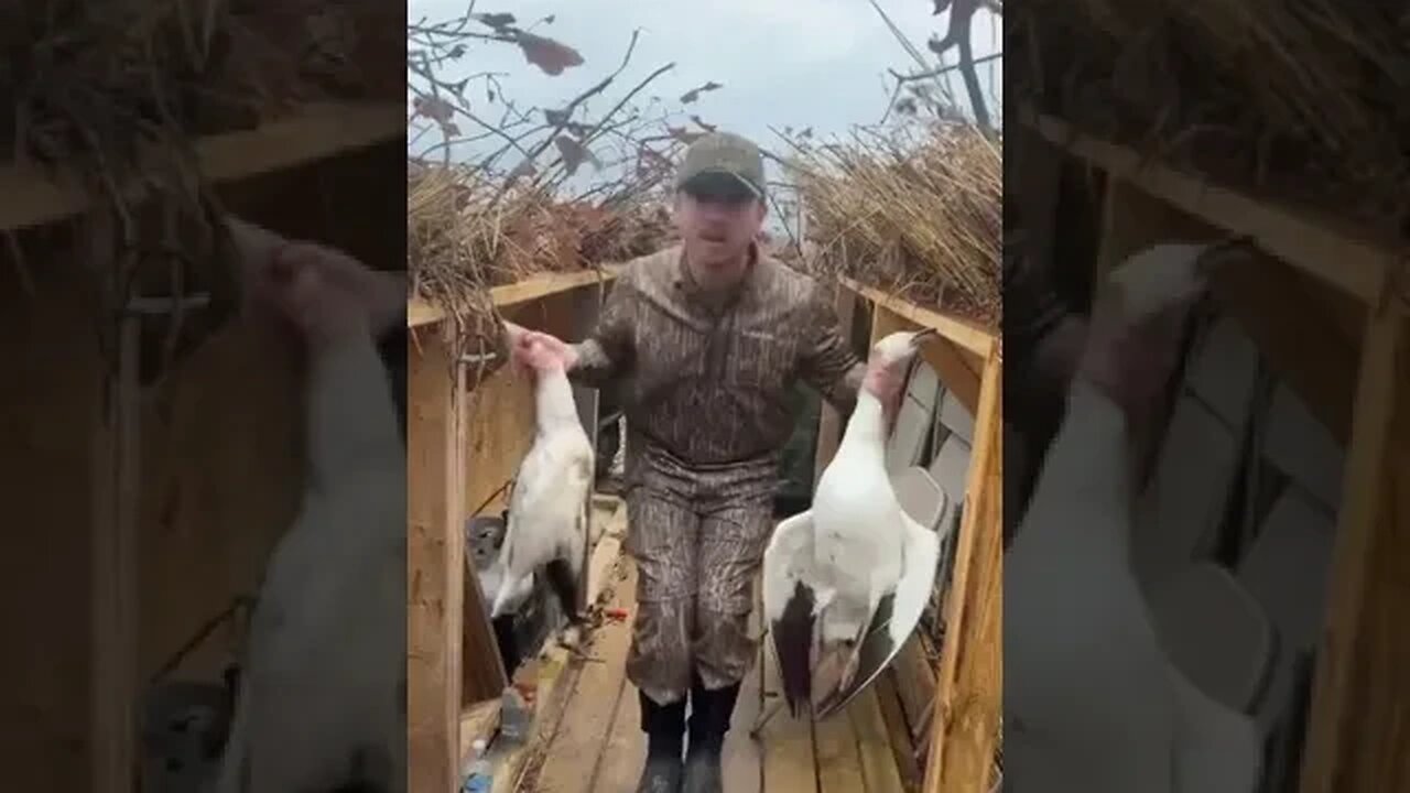 Conservation Snow Goose hunt Illinois