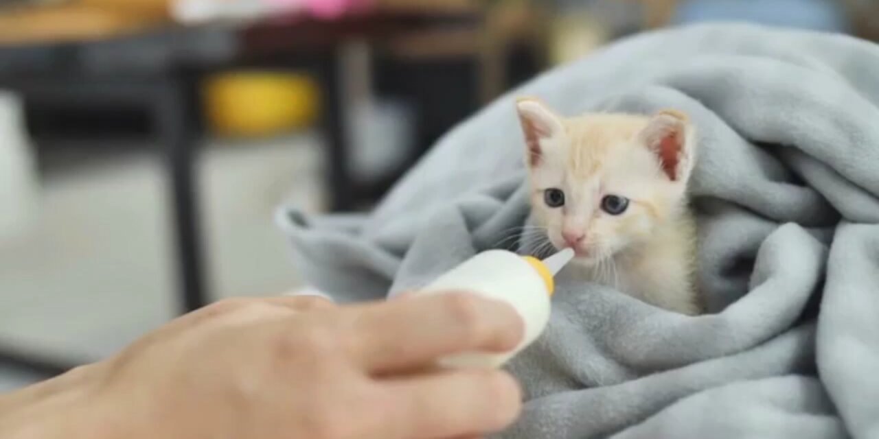 Baby Cat - Cute and Funny Cats Videos