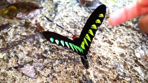 Most Beautiful Butterflies on Planet Earth