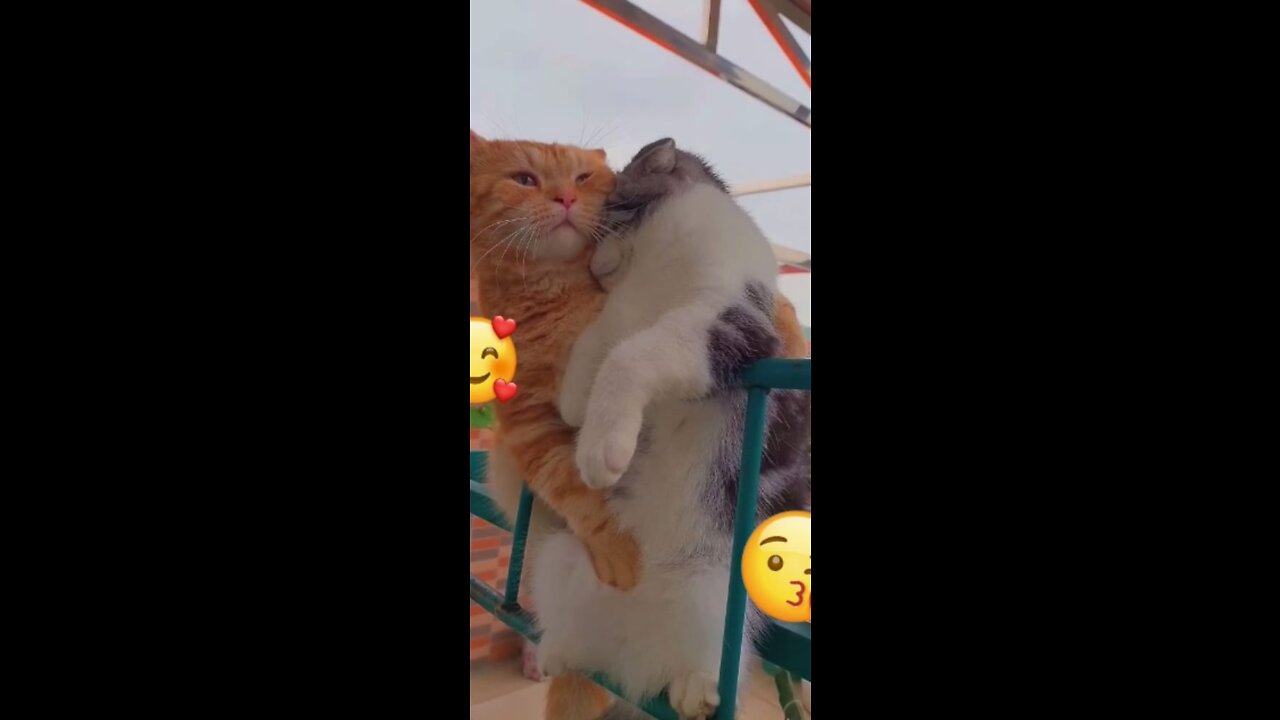 Cats love each other how beautiful it is