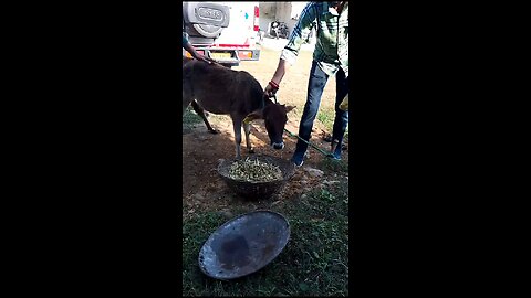 HOW TO APPLY COW EAR TAG