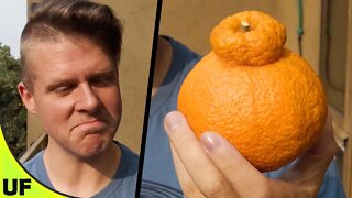 Dekopon Mandarin Orange Taste Test | Unusual Foods