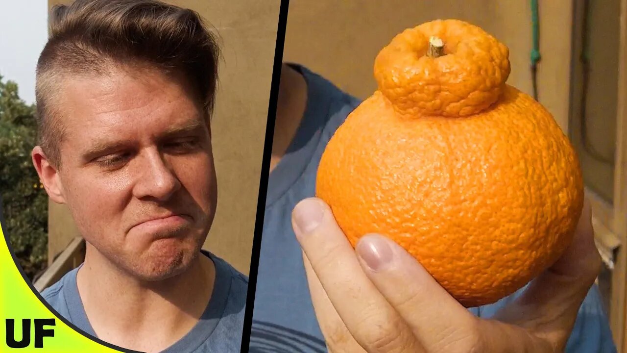 Dekopon Mandarin Orange Taste Test | Unusual Foods