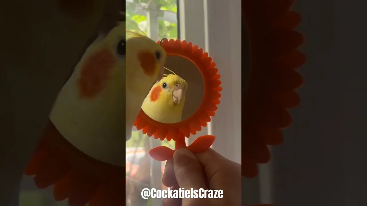 Cute Cockatiel Admiring Itself in the Mirror