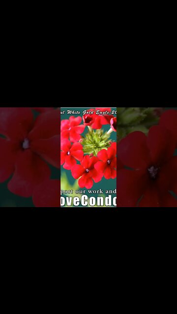 Gold Lion Nation of the New Lemuria