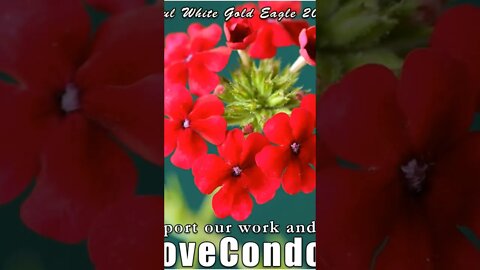 Gold Lion Nation of the New Lemuria