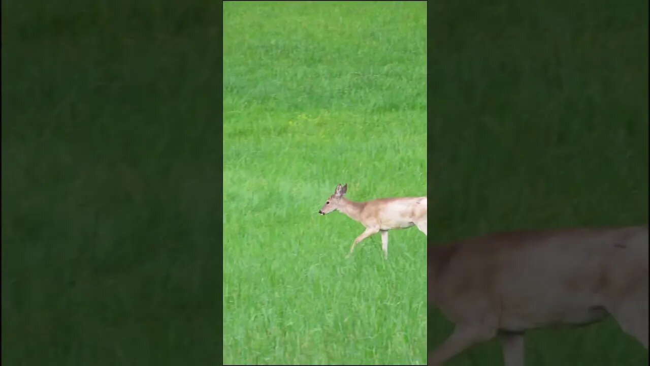 Deer in a Field