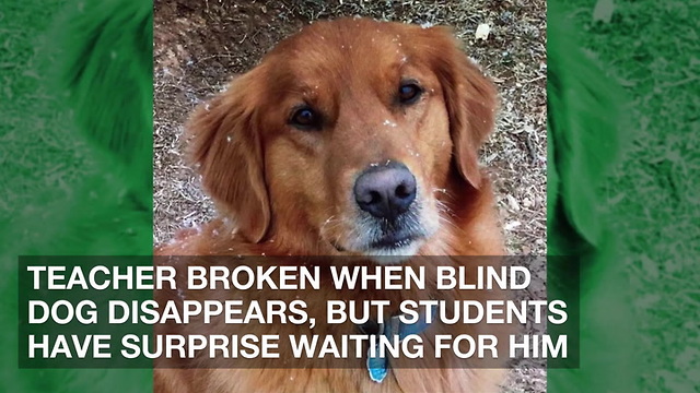 Teacher Broken When Blind Dog Disappears, But Students Have Surprise Waiting for Him