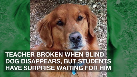 Teacher Broken When Blind Dog Disappears, But Students Have Surprise Waiting for Him