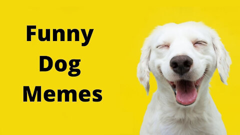 Dog Funny Dancing