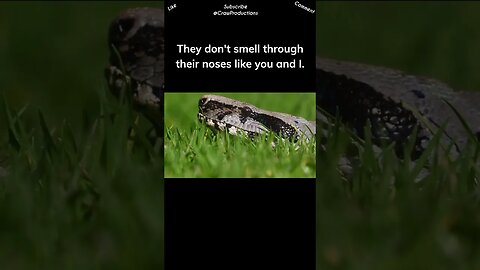 Snakes and lizards flick their tongues in the air to capture scent particles #reptiles #shorts